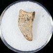 Bargain Tyrannosaur Tooth - Montana #14780-1